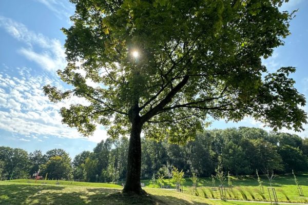 Coaching in Bewegung - Klarheit finden, Schritt für Schritt